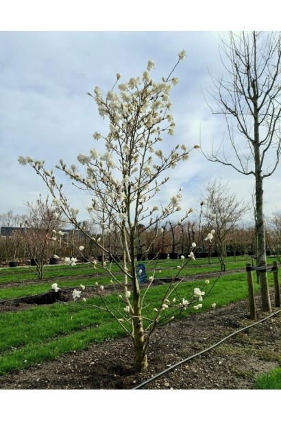 Магнолія Wildcat на тлі весняного неба. 